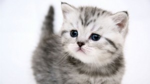 The-Softest-Baby-Kitten